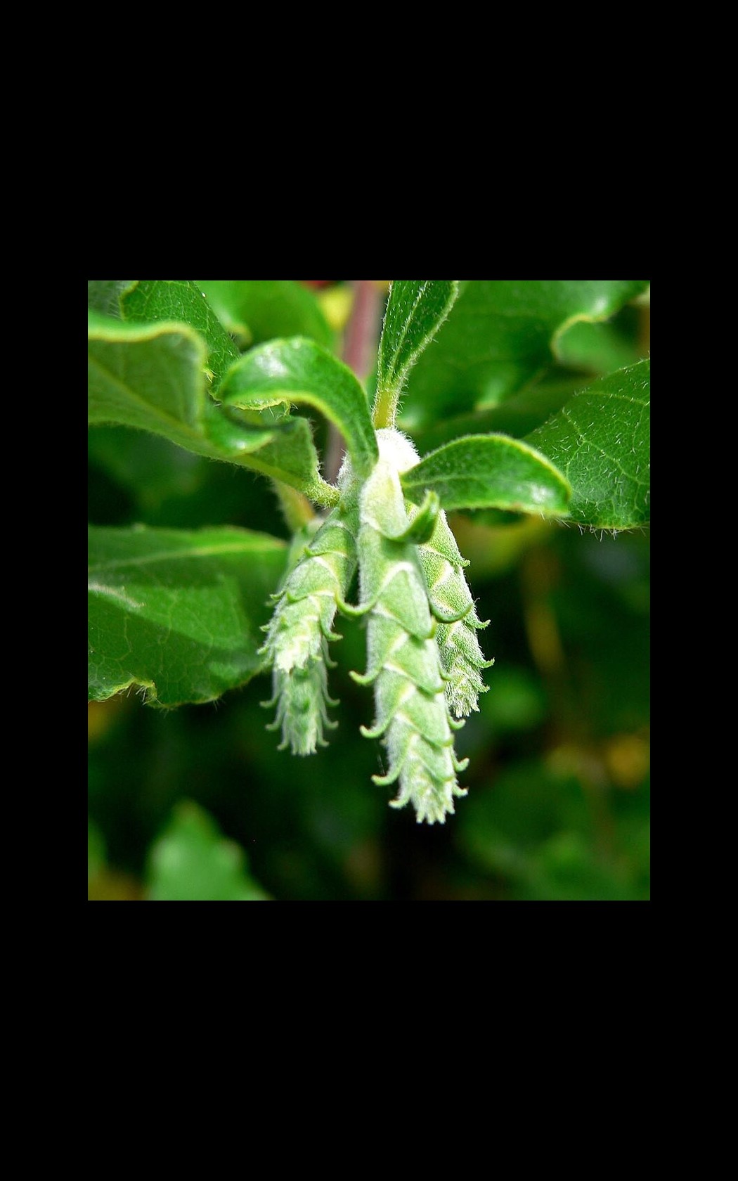 Inflorescence_female